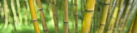 Close-up of bamboo, California, USA by Panoramic Images - 27" x 9"