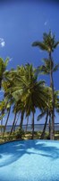 Palm Trees in Maui, Hawaii (vertical) Fine Art Print