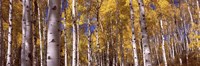 Forest, Grand Teton National Park, Teton County, Wyoming, USA Fine Art Print