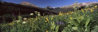 Wildflowers in a forest, West Maroon Pass, Crested Butte, Gunnison County, Colorado, USA Fine Art Print