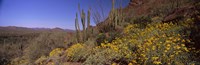 Organ Pipe cactus and yellow wildflowers, Arizona Fine Art Print