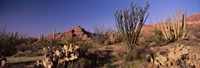 Organ Pipe Cacti, Organ Pipe Cactus National Monument, Arizona, USA Fine Art Print