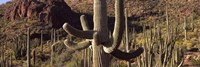 Cacti on a Landscape Arizona