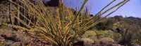 Plants on a landscape, Organ Pipe Cactus National Monument, Arizona (horizontal) Fine Art Print
