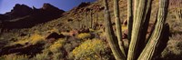 Desert Landscape, Organ Pipe Cactus National Monument, Arizona, USA Fine Art Print