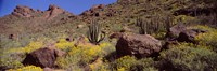 Cacti with wildflowers on a landscape, Organ Pipe Cactus National Monument, Arizona, USA Fine Art Print