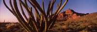 Organ Pipe cactus on a landscape, Organ Pipe Cactus National Monument, Arizona Fine Art Print