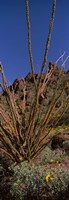 Plants on a landscape, Organ Pipe Cactus National Monument, Arizona (vertical) Fine Art Print