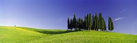 Trees on a landscape, Val D'Orcia, Siena Province, Tuscany, Italy Fine Art Print