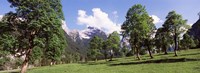 Maple trees with mountain range in the background, Karwendel Mountains, Risstal Valley, Hinterriss, Tyrol, Austria Fine Art Print