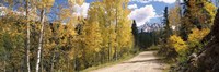Aspen trees on both sides of a road, Old Lime Creek Road, Cascade, El Paso County, Colorado, USA Fine Art Print