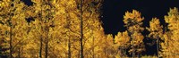 Aspen trees in autumn, Colorado, USA by Panoramic Images - 27" x 9"