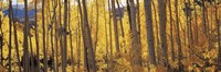 Autumn Aspen trees, Colorado, USA Fine Art Print