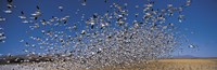 Flock of Snow geese flying, Bosque Del Apache National Wildlife Reserve, New Mexico Fine Art Print