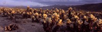 Cholla Cactus in a desert, California, USA Fine Art Print