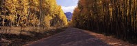 Trees both sides of a dirt road, Jackson Guard Station, Owl Creek Pass, Ridgway, Colorado, USA Fine Art Print