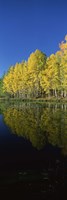 Reflection of Aspen trees in a lake, Colorado, USA Fine Art Print