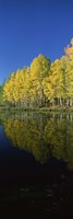 Reflection of Aspen trees in a lake, Colorado, USA by Panoramic Images - 9" x 27"