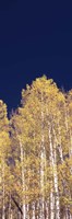 Low angle view of Aspen trees, Colorado, USA Fine Art Print