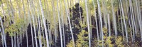 Aspen trees in a forest, Aspen, Pitkin County, Colorado, USA Fine Art Print