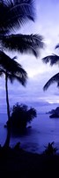 Palm trees on the coast, Colombia (purple and blue) Fine Art Print