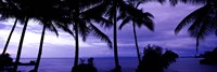 Palm trees on the coast, Colombia (purple horizontal) by Panoramic Images - 27" x 9"
