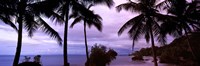 Palm trees on the coast, Colombia (purple sky with clouds) by Panoramic Images - 27" x 9"
