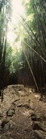 Stone path through a Bamboo forest, Oheo Gulch, Seven Sacred Pools, Hana, Maui, Hawaii, USA by Panoramic Images - 9" x 27"