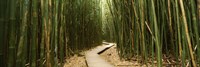 Wooden path surrounded by bamboo, Oheo Gulch, Seven Sacred Pools, Hana, Maui, Hawaii, USA Fine Art Print