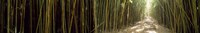 Sun shining through a bamboo forest, Oheo Gulch, Seven Sacred Pools, Hana, Maui, Hawaii, USA by Panoramic Images - 55" x 9"