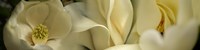 Magnolia flowers by Panoramic Images - 27" x 9" - $28.99