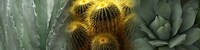 Cactus plants by Panoramic Images - 33" x 8"