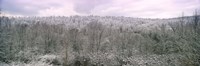 Snow Covered Forest Kentucky USA