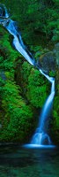 Waterfall in a forest, Sullivan Falls, Opal Creek Wilderness, Oregon, USA Fine Art Print