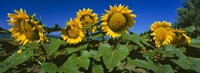 Panache Starburst sunflowers in a field, Hood River, Oregon Fine Art Print