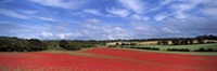 Poppy field in bloom, Worcestershire, West Midlands, England Fine Art Print