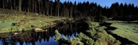 River flowing through a forest, East Dart River, Dartmoor, Devon, England Fine Art Print