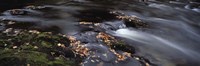 Close-up of Dart River and fallen leaves, Dartmoor, Devon, England Fine Art Print