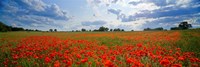 Close Up of Red Poppies in a field, Norfolk, England Fine Art Print