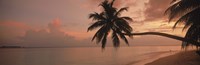 Silhouette of palm trees on the beach at sunrise, Fihalhohi Island, Maldives by Panoramic Images - 27" x 9"