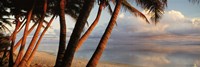 Palm trees on the beach at sunset, Rarotonga, Cook Islands Fine Art Print