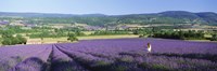 Woman in a field of lavender near Villars in Provence, France Fine Art Print