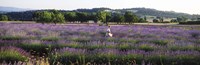 Woman walking with basket through a field of lavender in Provence, France by Panoramic Images - 27" x 9"