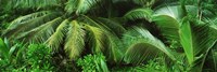 Palm Fronds and Green Vegetation Seychelles