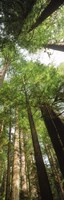 Coast Redwood (Sequoia sempivirens) trees in a forest, California, USA by Panoramic Images - 9" x 27"