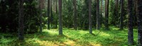 Pine forest, Uppland, Sweden Fine Art Print