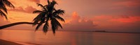 Silhouette of palm tree on the beach at sunrise, Fihalhohi Island, Maldives Fine Art Print