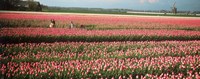 Mother and daughters in field of red tulips, Alkmaar, Netherlands Fine Art Print