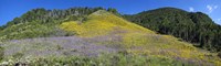 Sunflowers and larkspur wildflowers on hillside, Colorado, USA Fine Art Print