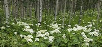 Yarrow and aspen trees along Gothic Road, Mount Crested Butte, Gunnison County, Colorado, USA Fine Art Print